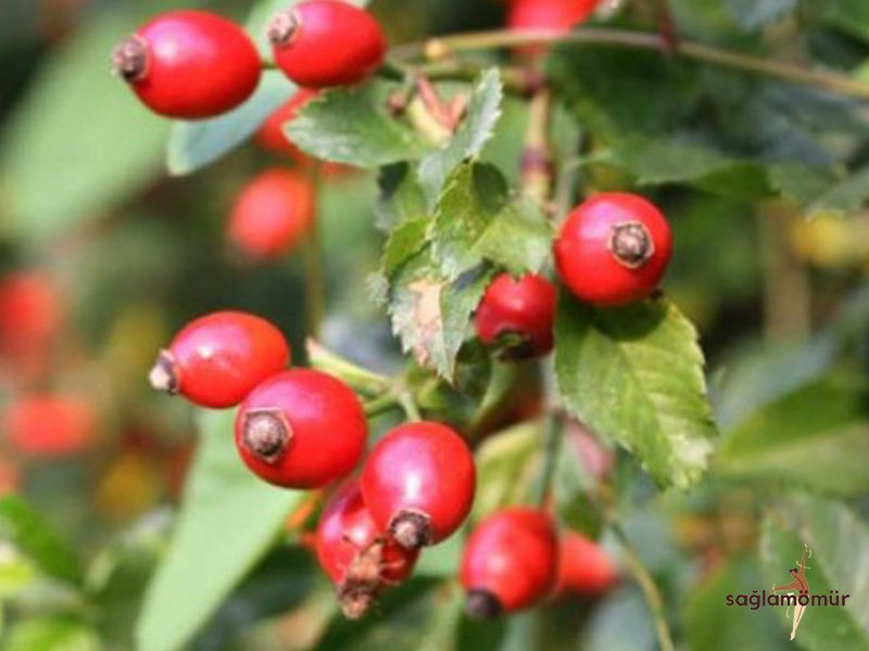 İtburnu ilə qaraciyərin təmizlənməsi